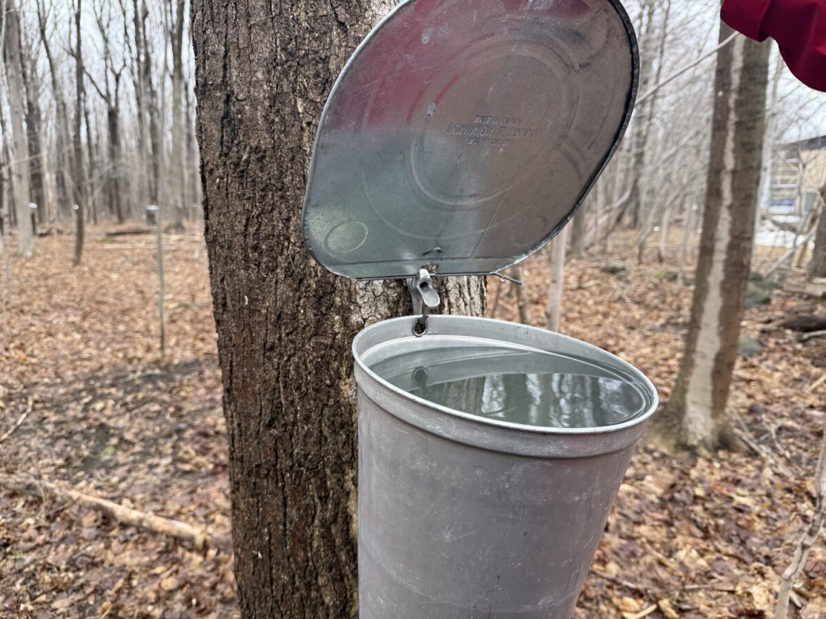 Positive news on maple program
