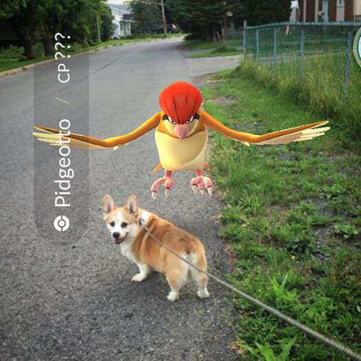 @crashthewelshcorgi