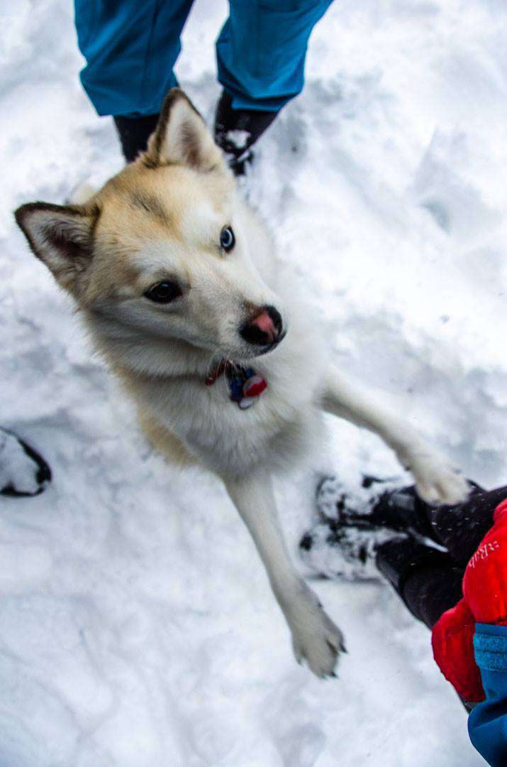 Catching an image in the snow is both difficult and rewarding if it’s done well. This mostly white dog on a mostly white backdrop makes her eye pop all the more because the camera settings were right, and the photographer knew how to take the pic properly. (Courtesy Ben Louwerse)