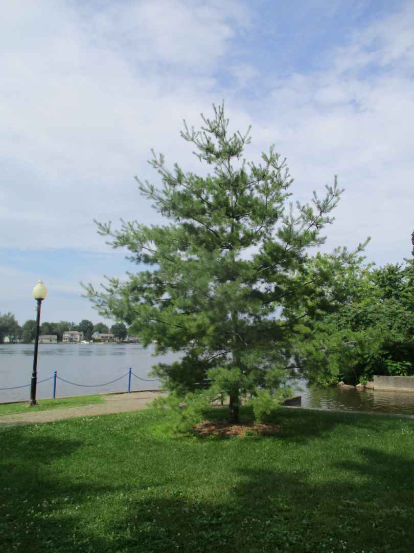 A white pine tree symbolizes reconcilation between three communities that are a major part of John Abbott College. (Courtesy Ryan Young)